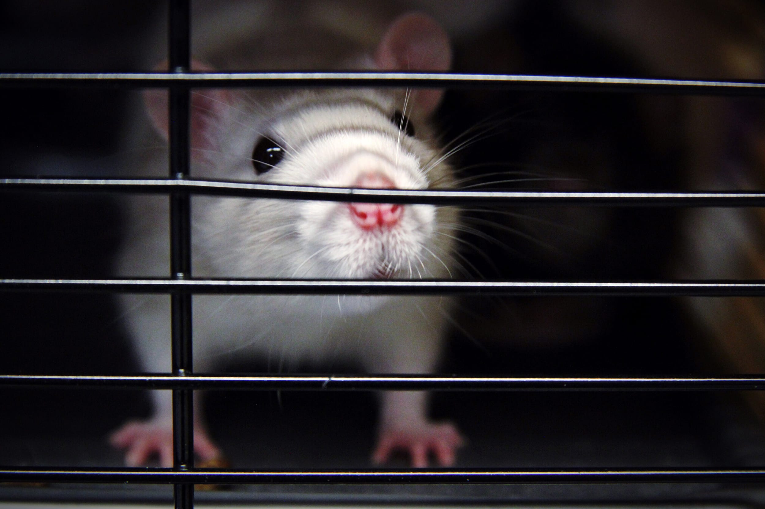 Animal Testing Alternatives: New FDA Guidance Insights